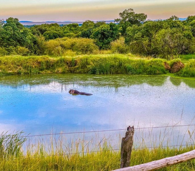 Jacaranda bush camp experience