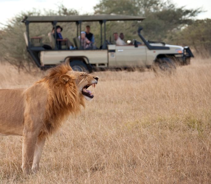 jacaranda bush camp experience 2