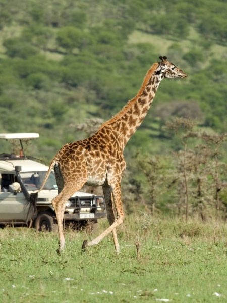 jacaranda bush camp experience 4